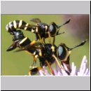 Conops flavipes - Dickkopffliege 03.jpg